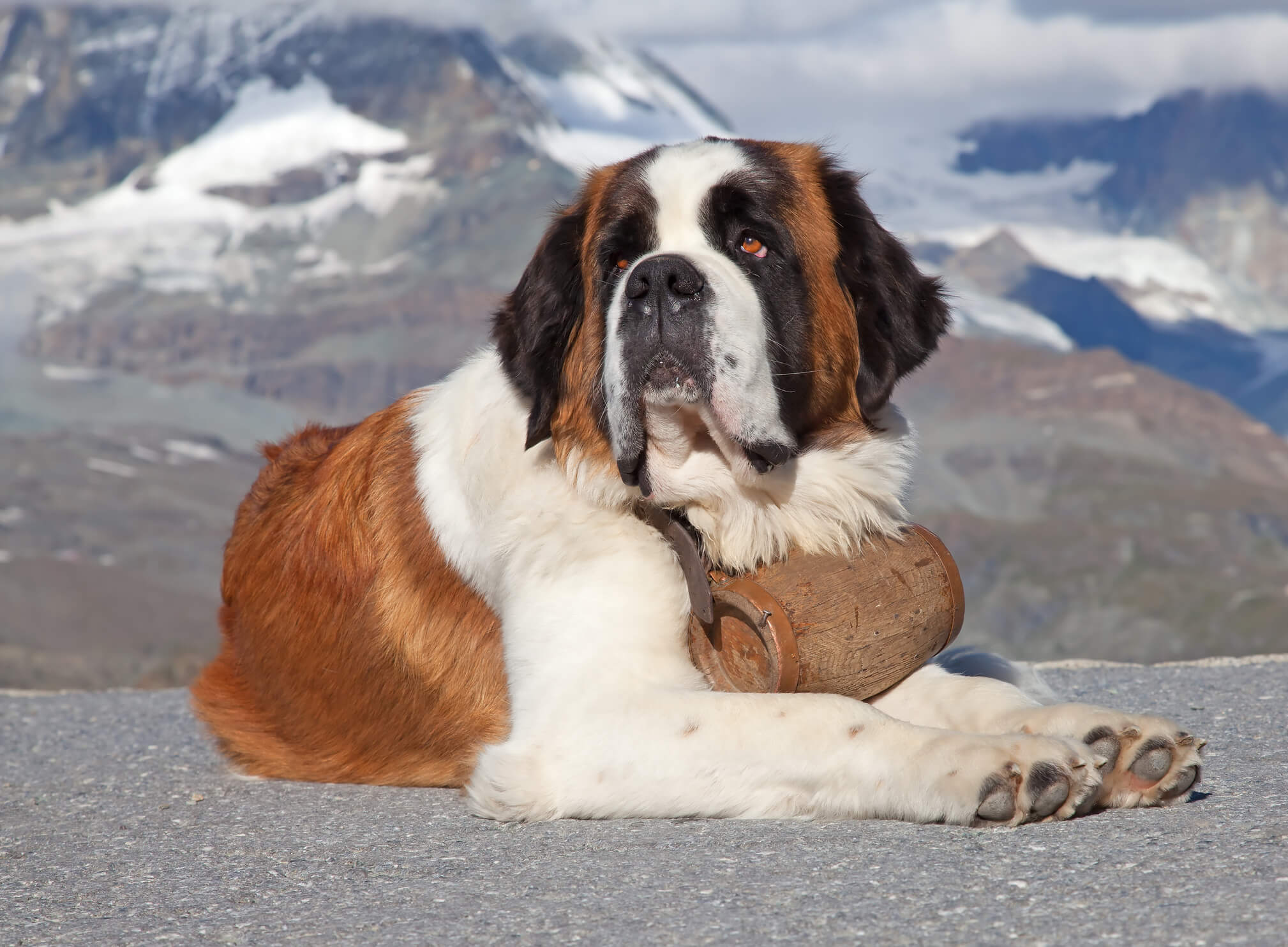 Beethoven Dog The Movie The Most Famous St Bernard Ever New Idea Magazine
