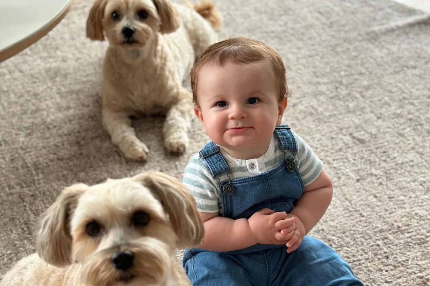 Baby in denim overalls sitting on the floor with two fluffy dogs nearby, all looking at the camera.