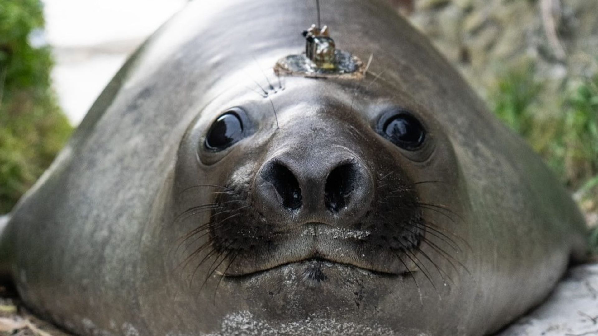 Viral sensation ‘Neil’ the Seal given secret new home