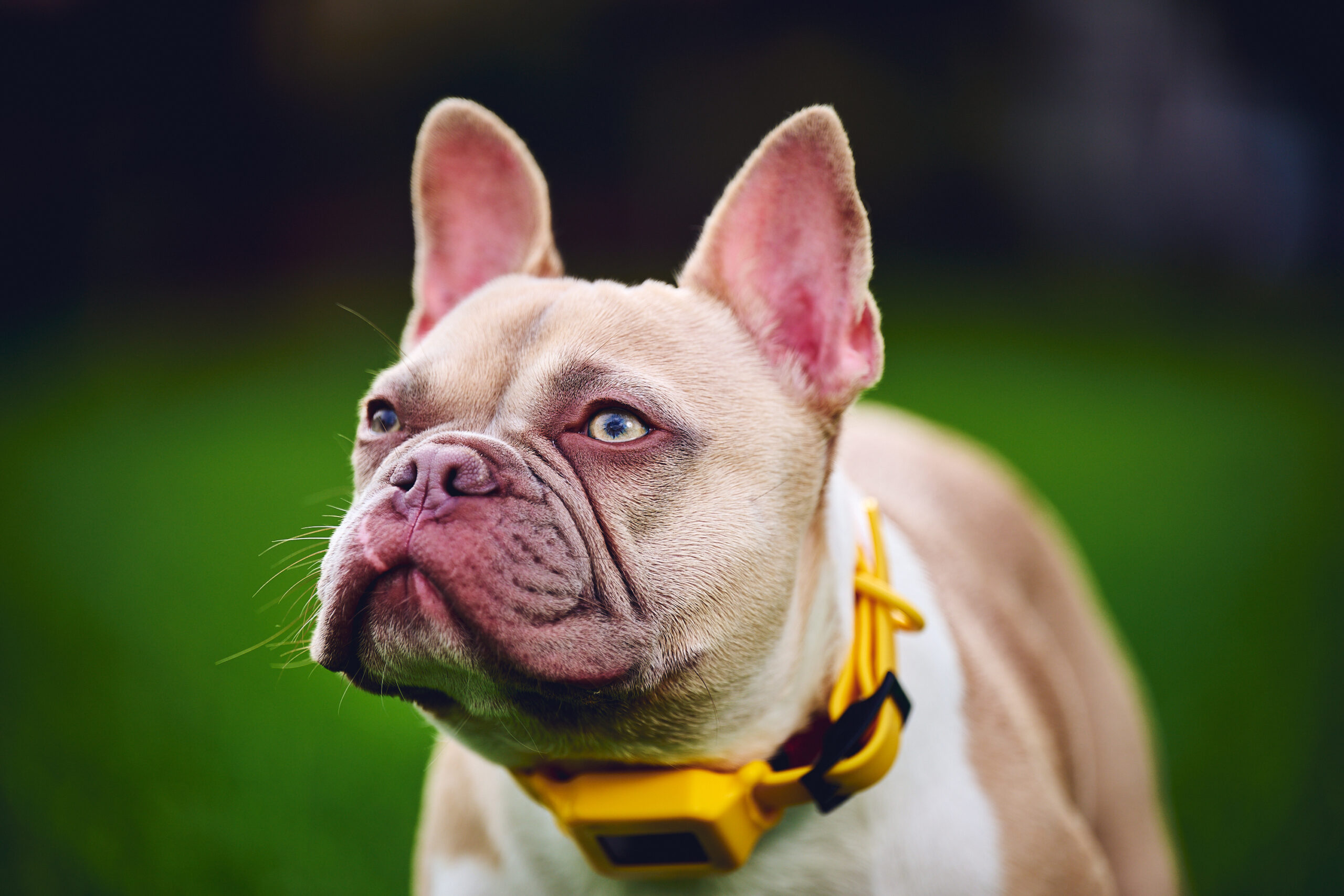 dog lie detector collar 