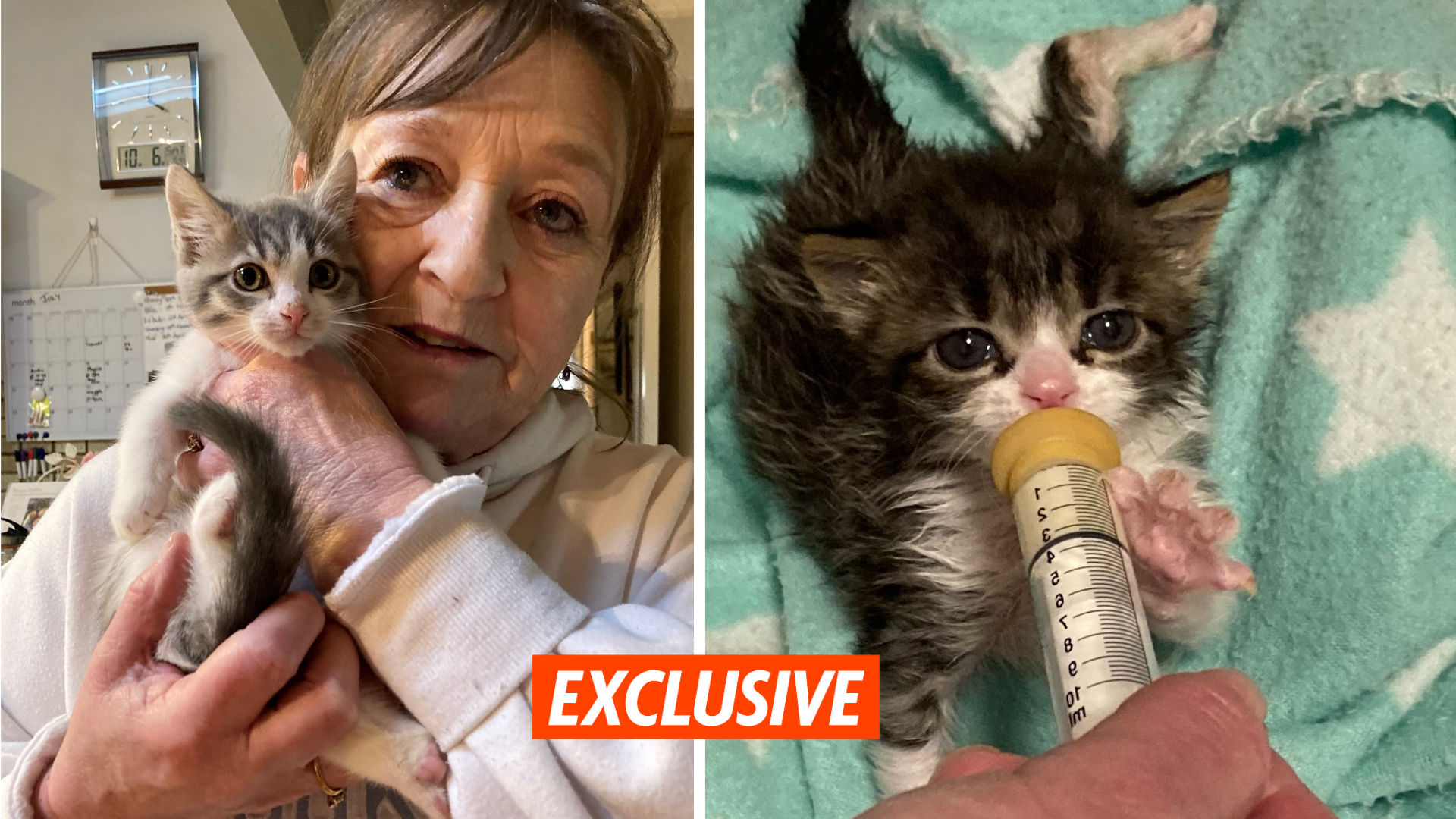 Meet the Aussie kitten whisperer who’s saved more than 300 abandoned cats