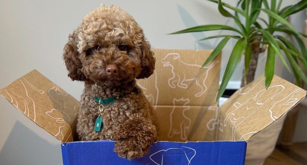 Four dog subscription boxes delivering good times to your pooch