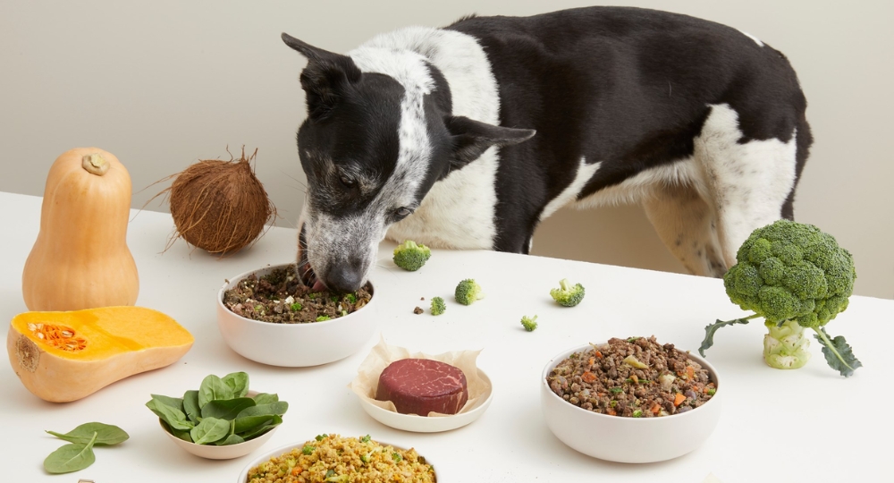 Keep your pup’s belly full with these dog food subscriptions
