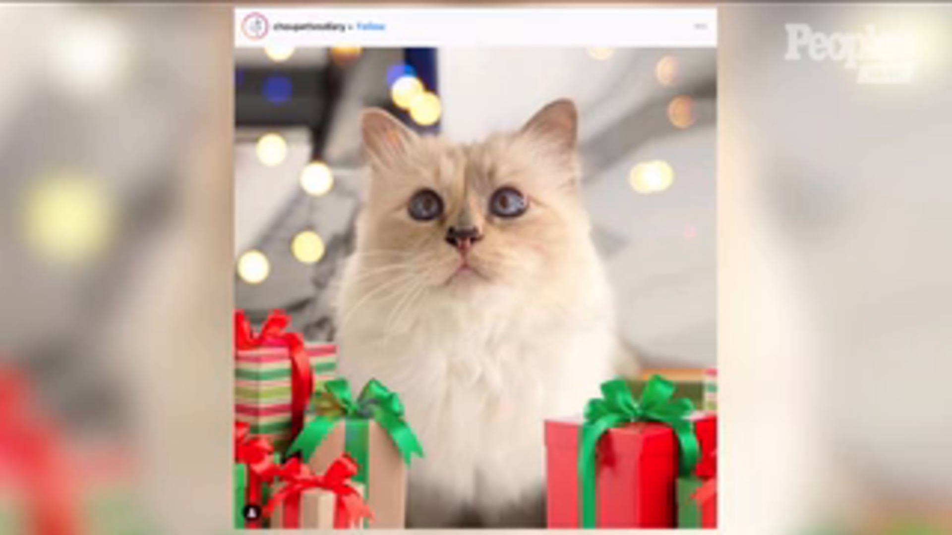 Karl Lagerfeld’s Beloved Cat Choupette’s Instagram Shares Sweet Tribute